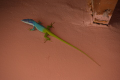 Anolis allisoni