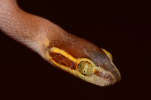 Bug-Eyed House Snake