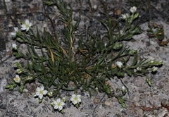 Spergularia macrotheca longistyla