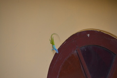 Anolis allisoni