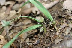 Allium tourneuxii