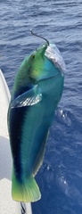Halichoeres cyanocephalus