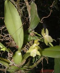 Leochilus scriptus