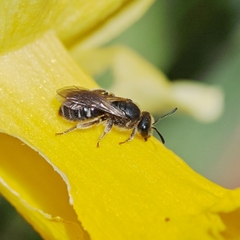 Halictus
