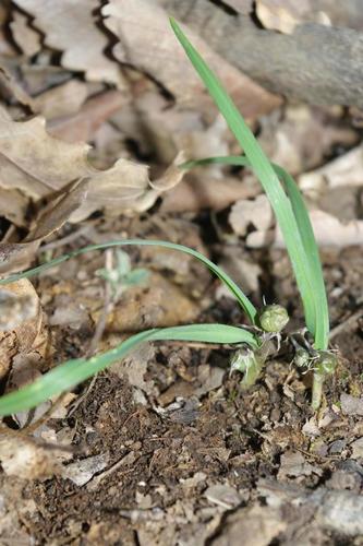 Allium coloratum Spreng.