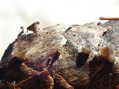 Piceomphale bulgarioides