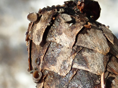 Piceomphale bulgarioides