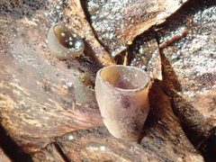 Piceomphale bulgarioides