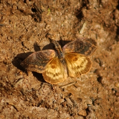 Theagenes dichrous