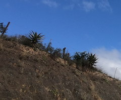 Aloe ferox
