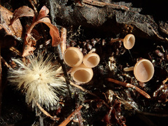 Ciboria betulicola