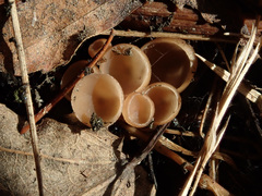 Ciboria betulicola