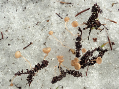 Ciboria betulicola