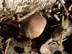 Strobilurus esculentus