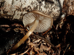 Strobilurus esculentus