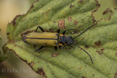 Chauliognathus hieroglyphicus