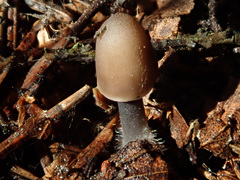 Mycena plumipes