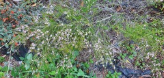 Thryptomene saxicola