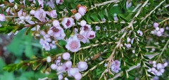 Thryptomene saxicola