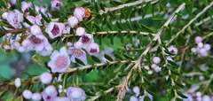 Thryptomene saxicola