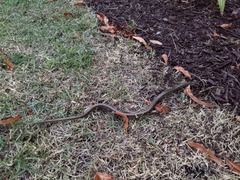 Ophisaurus ventralis image