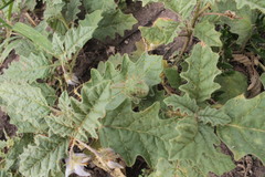 Solanum juvenale
