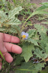 Solanum juvenale