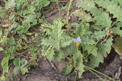 Solanum juvenale