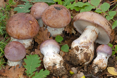 Phlegmacium balteatocumatile