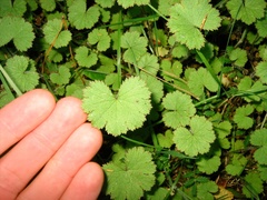 Hydrocotyle moschata