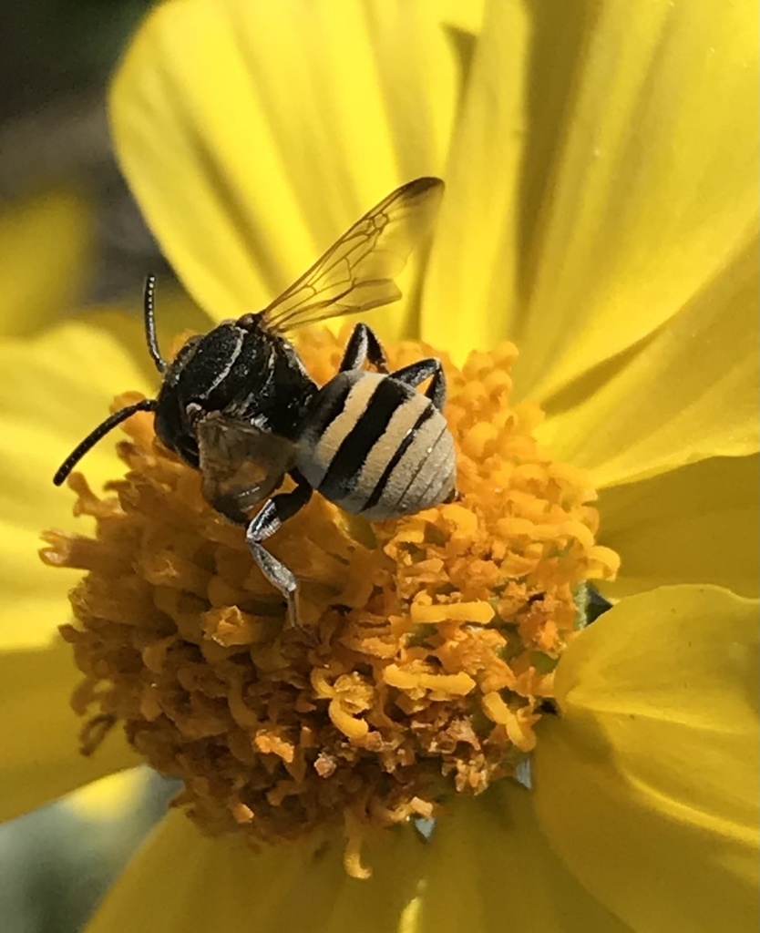 Splendid Cellophane-cuckoo Bee