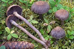 Cortinarius ionophyllus