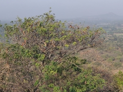 Albizia amara