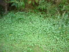 Hydrocotyle moschata