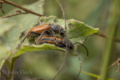 Neocrossidius trivittatus