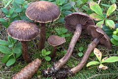 Cortinarius ionophyllus