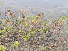 Albizia amara