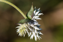 Gomphrena sonorae