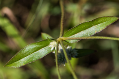 Gomphrena sonorae