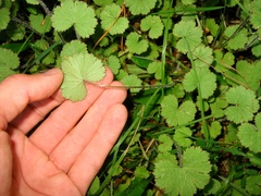 Hydrocotyle moschata