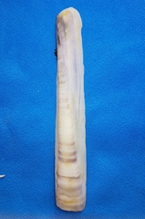 Ensis minor