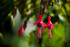 Fuchsia regia regia