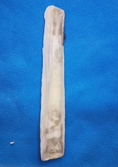 Ensis minor