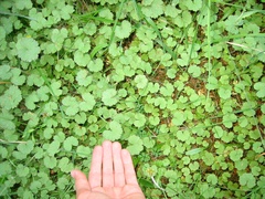 Hydrocotyle moschata