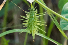 Echinopepon wrightii