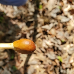 Ophiocordycipitaceae