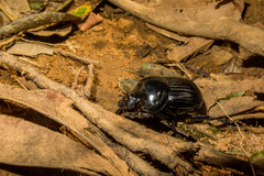 Holocephalus eridanus