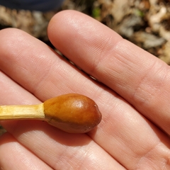 Ophiocordycipitaceae