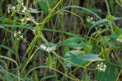 Echinopepon wrightii