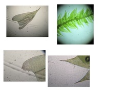 Rhynchostegium serrulatum